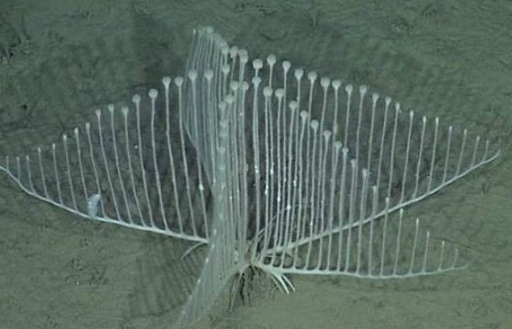 Губка-арфа обитает на глубине от 3—3,5 км