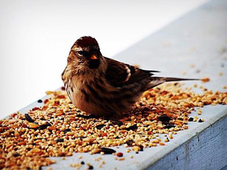 чем можно кормить птиц зимой