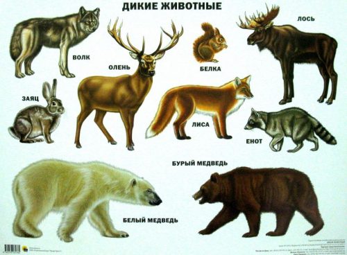 животные севера картинки