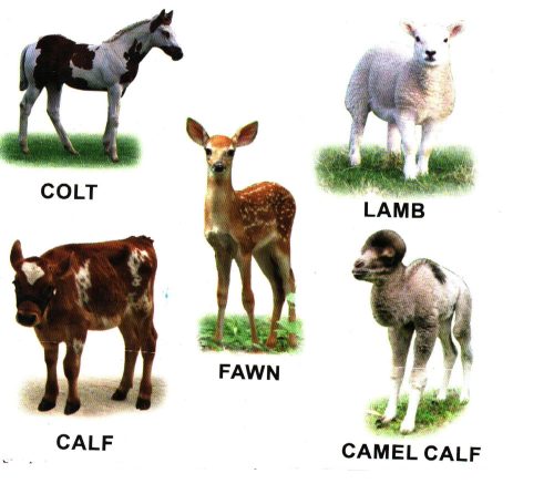 Животные Африки с названиями на английском языке.
