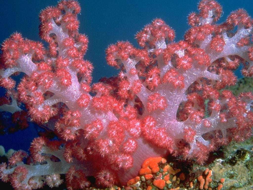 Существует около 500 тысяч видов кораллов.