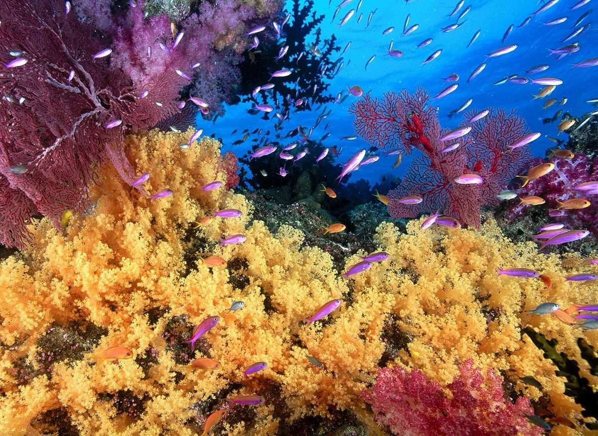 Кораллы больше похожи на растения. но на самом деле - это животные.