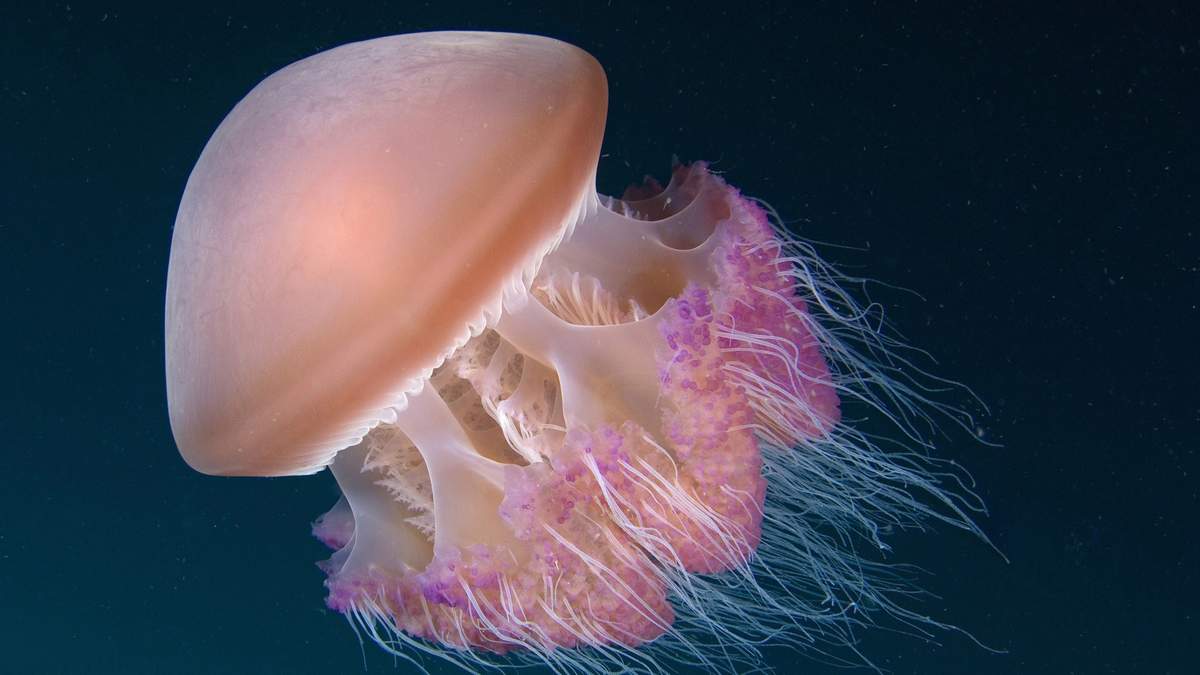 Медузы - существа, кажущиеся невесомыми.