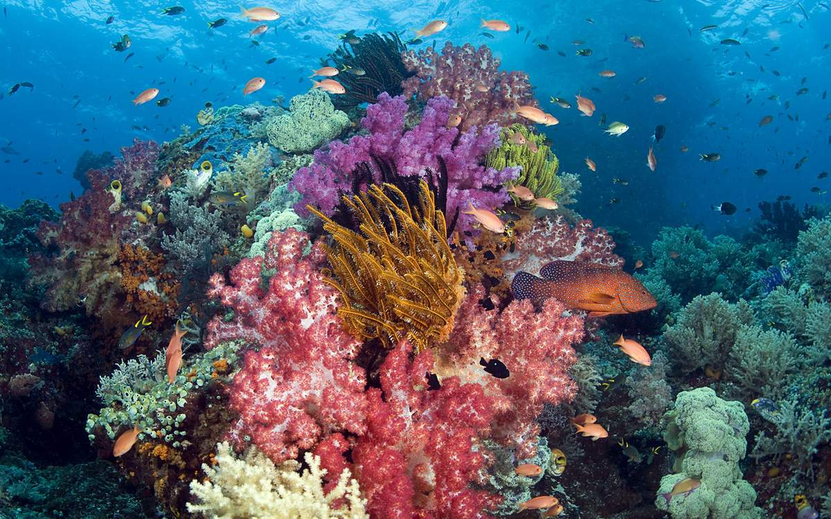Кораллы создают на морском дне незабываемый пейзаж.