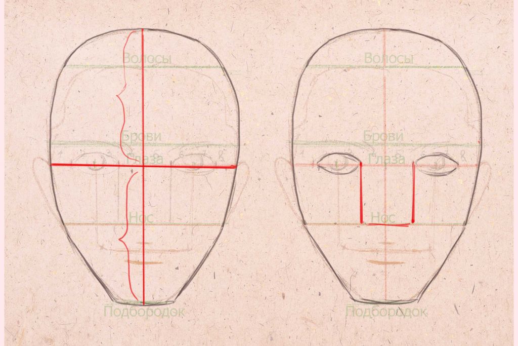пропорции головы человека