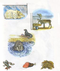 Животные севера в сюжетных картинках 8