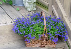 ТОП-55 Цветов и растений голубого цвета для вашего дома и сада. Комнатные и уличные, многолетние и однолетние (85+ Фото & Видео) +Отзывы