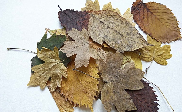 Поделка в садик «Осенняя фантазия» из природных материалов, овощей, каштанов, шишек