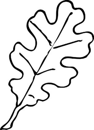Шаблон дубового листа